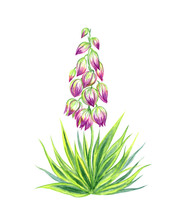 Flowering Yucca Plant, Watercolor Drawing On White Background, Isolated With Clipping Path.