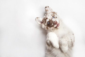 Funny studio portrait of the smilling puppy dog Australian Shepherd lying on the white background, giving a paw and begging