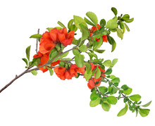 Blossoming Isolated Pomegranate Lush Branch