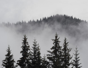 Carpatian mountains fog and mist at the pine forest