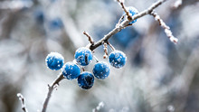 Frozen Twig With Blackthorn Berry