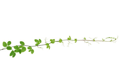 Poster - Bush grape or threeleaf cayratia (Cayratia trifolia) wild climbing vine tropical liana plant isolated on white background, clipping path included.