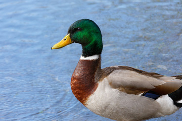 Wall Mural - Mallard Drake closeup with river water in background