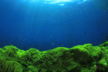 Green Algae Blue Water Underwater Background