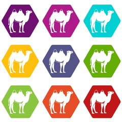 Wall Mural - Camel icon set color hexahedron