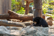 Bear In The Zoo , Dusit Zoo In Thailand