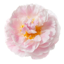 Gently Pink Peony Isolated On White Background.