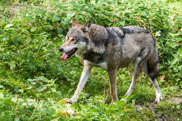  Europäischer Wolf - Canis lupus lupus
