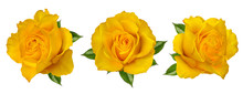 Fresh Beautiful Yellow Rose Isolated On White Background With Clipping Path