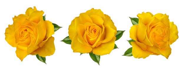 fresh beautiful yellow rose isolated on white background with clipping path