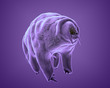 The water bear (tardigrade), the most extreme animal on our planet, 3Drendering