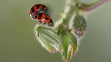 Two Ladybugs Are Mating On The Plant Shoot