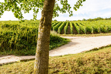 View Of A Plot Of Champagne Vineyard At The End Of The Day With The Trunk Of A Ginkgo In The Foreground.