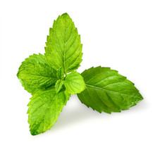 Closeup Of Fresh Spearmint Leaves Isolated On White Background