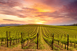 Fototapeta Tęcza - Napa Valley Wine Country Vineyards in Spring and Colorful Sunset