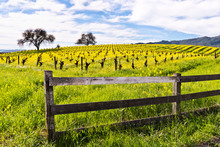 Famous Napa Valley Vineyards, Wine And Mustard In Spring