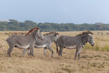 Fototapeta Sawanna - Zebra in Nature 