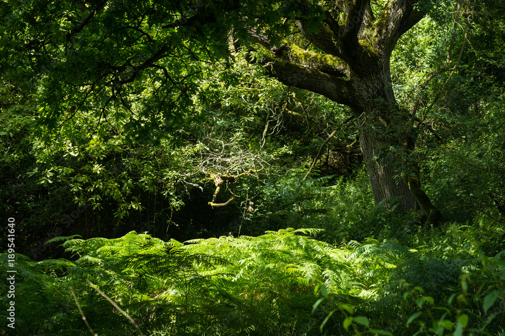 Gentle light in the forest of Wychwood, UK. - obrazy, fototapety, plakaty 