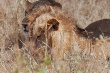 Lion In Nature 