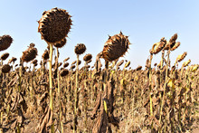 Agricultural Field Of Dry Ripe Sunflower Ready For Harvest