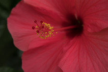 Red Hibiscus Flower Close-up