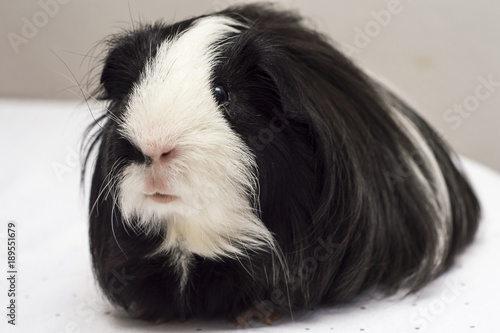 Long Haired Guinea Pig Of Black And White Color Buy This Stock