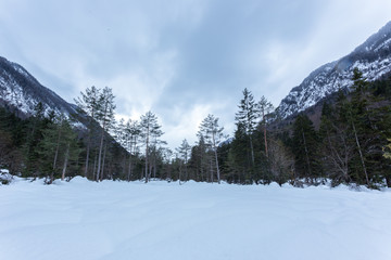 Poster - Winter landscape with fir trees