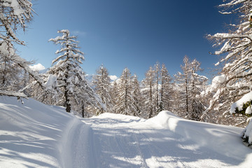 Poster - Winter landscape with fir trees