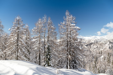 Poster - Winter landscape with fir trees