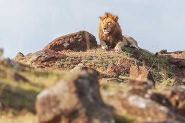 Wall Mural - Lion  in Nature 