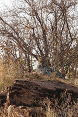 Wall Mural - Leopard in Nature 