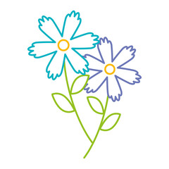 two flowers decorative spring image vector illustration color line design