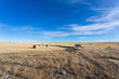 Landscape view of the farm land with road leading into horizon, hay bales and an out house. Calgary, Alberta, Canada.