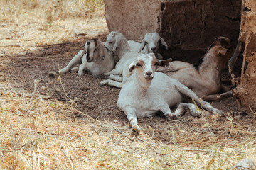 African goat