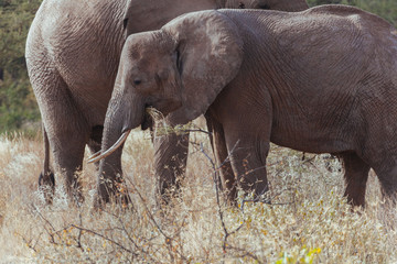 Wall Mural - Elephant in Nature