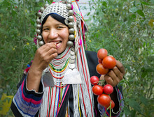 Woman Arkha Hill Show Eat Fresh Tomato Branch From Organic Farming On The Top Of Doi Pha Hom Pok National Park ,Chiang Mai Thailand.