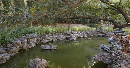 Wall Mural - Water pond in garden