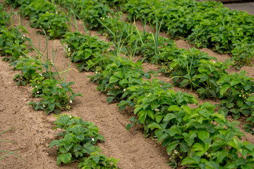 Wall Mural - Strawberry field