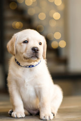 Wall Mural - Labrador puppy