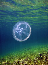 Moon Jellyfish, Aurelia Aurita In The Caribbean Sea, Bocas Del Toro, Panama