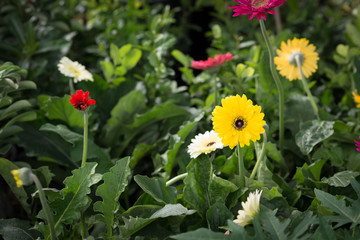 Canvas Print - Gerbera jamesonii / Gerbera daisy / Robert Jameson..In the garden