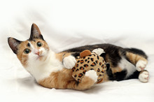 Three-colored Cat With A Toy On A White Background
