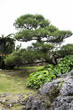 Garten im Shuri-Palast von Naha auf der Okinawa Insel von Japan.