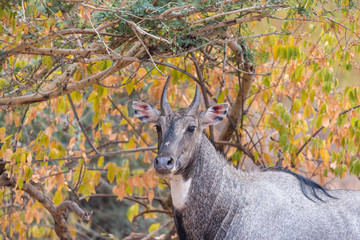 Wall Mural - Nilgai antilope in Ranthambore National Park, Rajasthan