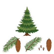 Tree Fir(fur-tree), Branch Of Fir, Cone And Seeds Isolated On White Background. Vector Illustration.