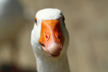Funny Duck
