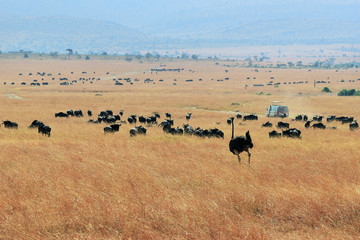 Wall Mural - kenya, masai mara