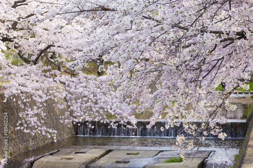夙川にかかる満開の桜 兵庫県西宮市夙川公園にて Stock Photo Adobe Stock