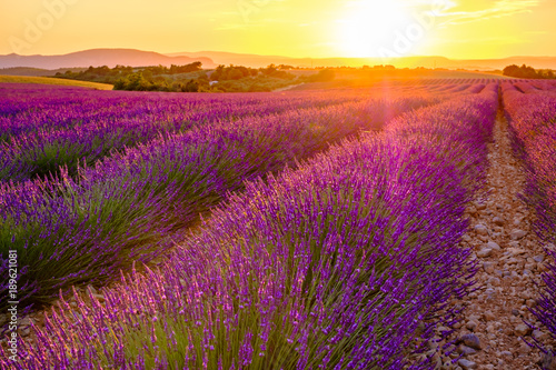 Obraz Dibond Lawendowe pole w lecie, zachód słońca. Prowansja, Valensole, Francja.