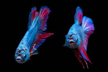 Wall Mural - Two siamese fighting fishes isolated on black background